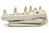 Mosasaur (Halisaurus) Jaw Section with Six Teeth - Morocco #225278-1